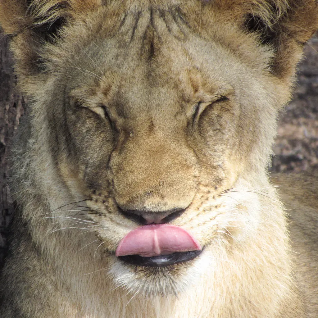 #5 Leo - Victoria Falls, Zambia and Zimbabwe (JP Lies, Flickr, CC BY-SA 2.0)