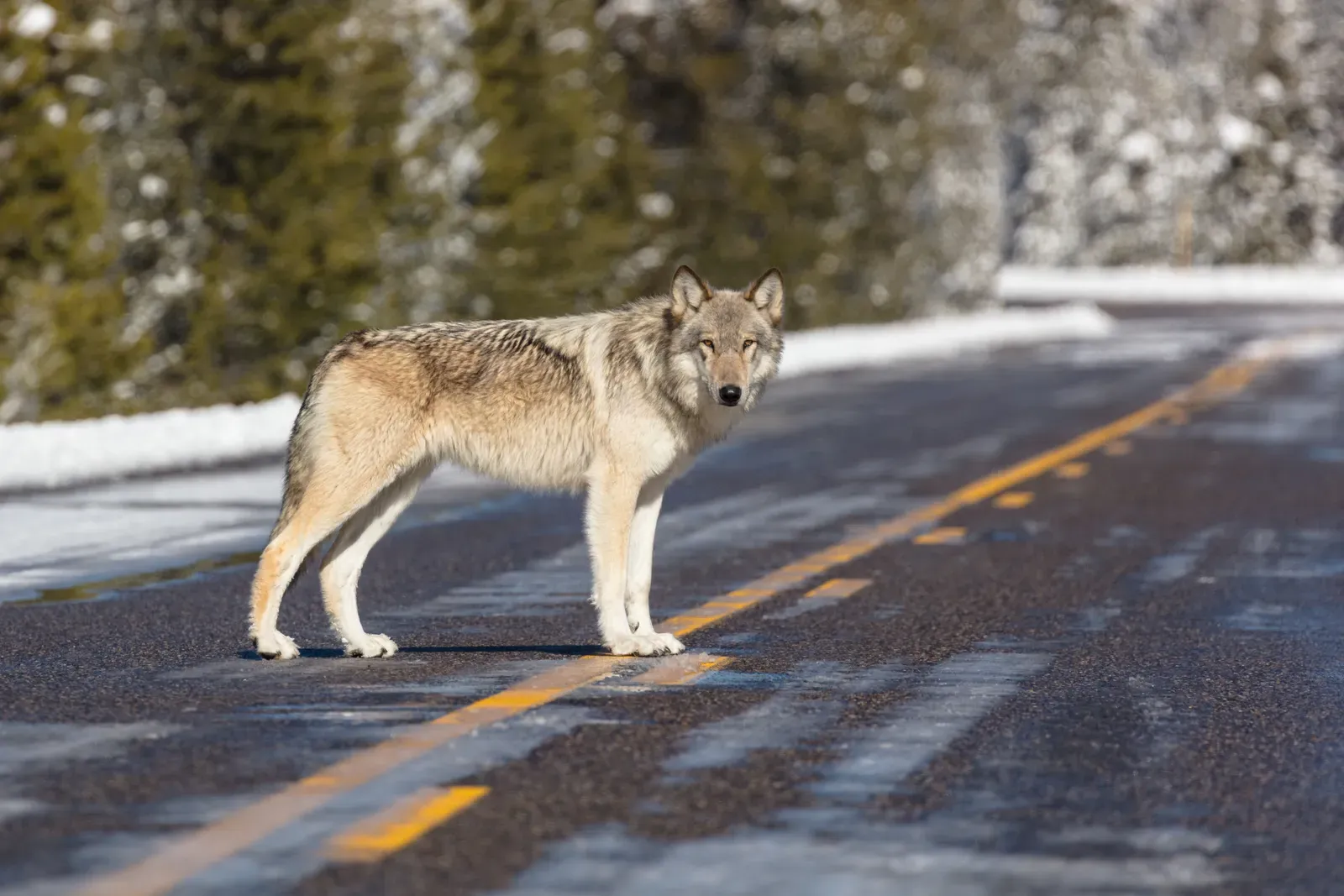 Roads, Safety, and Unexpected Benefits Beyond the Ecosystem (Wolf in the road near Artist Paint Pots, Public domain)