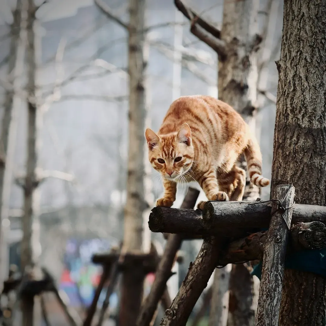 Aries: The Fearless Adventurer (Image Credits: Unsplash)