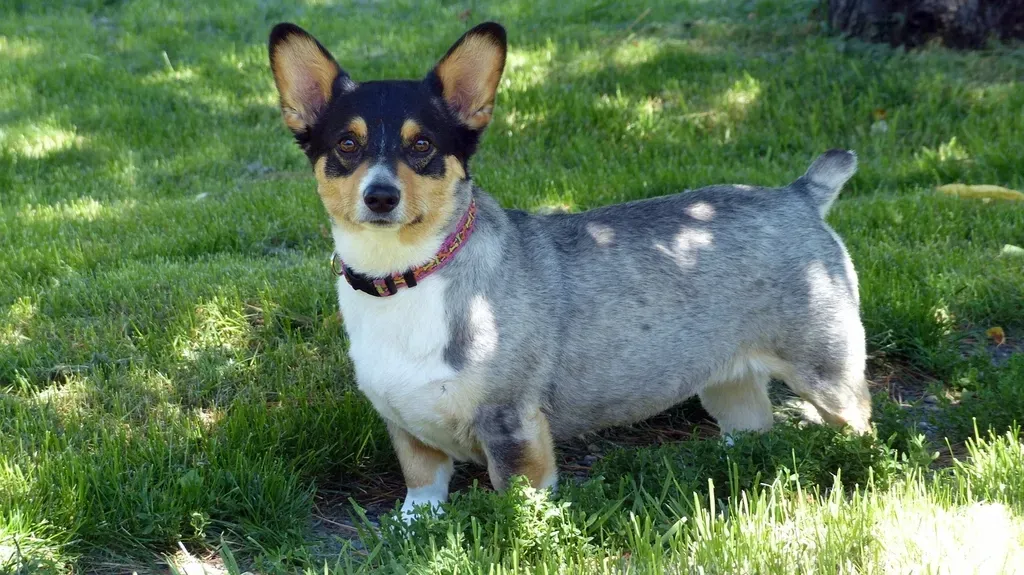 #3. Lancashire Heeler (Image Credits: Rawpixel)
