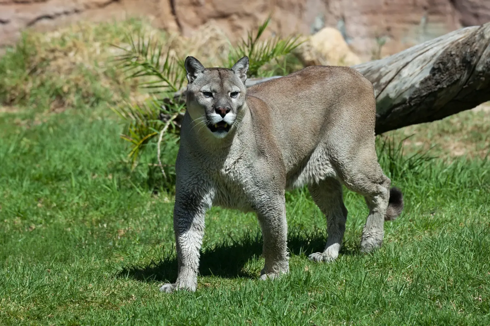 Never Play Dead or Stay Silent (Image Credits: Wikimedia)