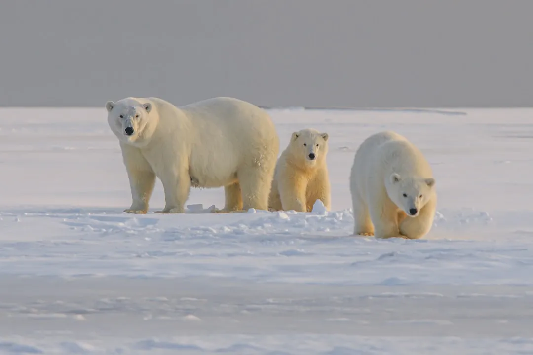The Arctic Is Basically a Blank Page&hellip; Until a Polar Bear Smells It (Image Credits: Unsplash)