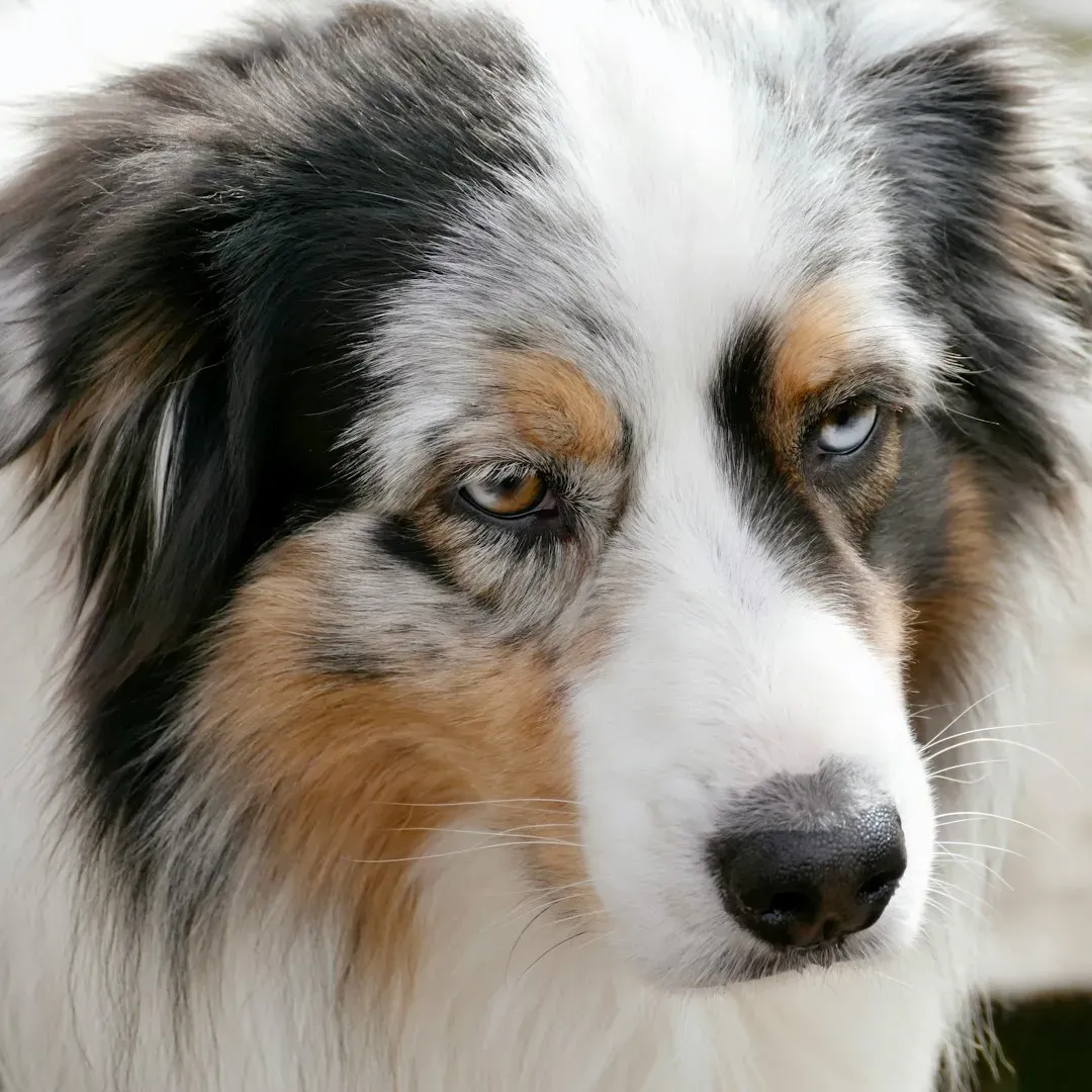 #6. Australian Shepherd (Image Credits: Unsplash)