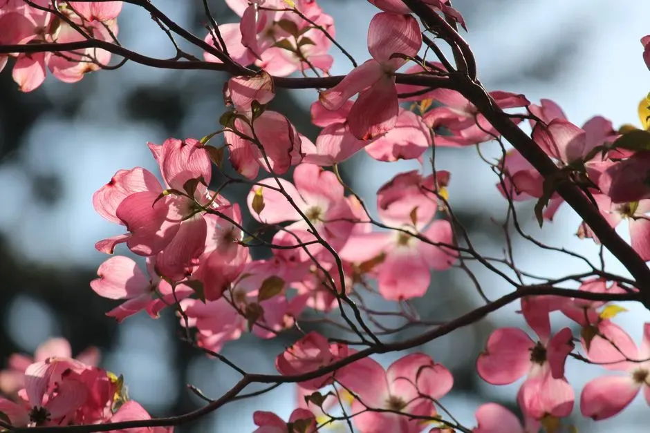 Red Osier Dogwood (Cornus sericea) (Image Credits: Pexels)