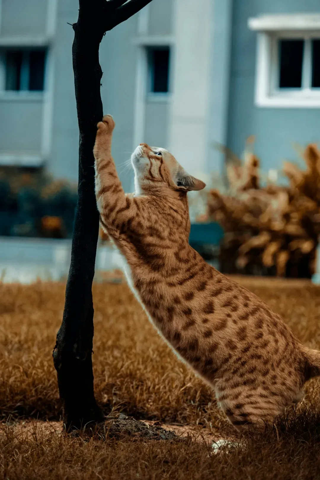 Understanding Why Cats Scratch in the First Place (Image Credits: Unsplash)