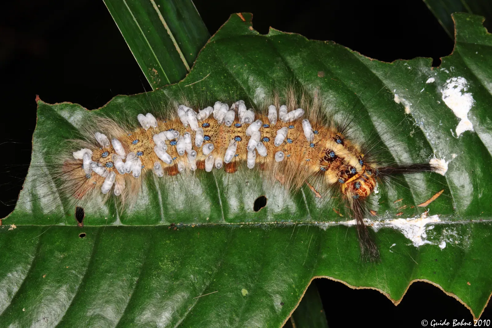 Parasitoids: The Silent Specialists (lappet moth caterpillar parasited by braconid wasps (Apanteles sp.), CC BY-SA 2.0)