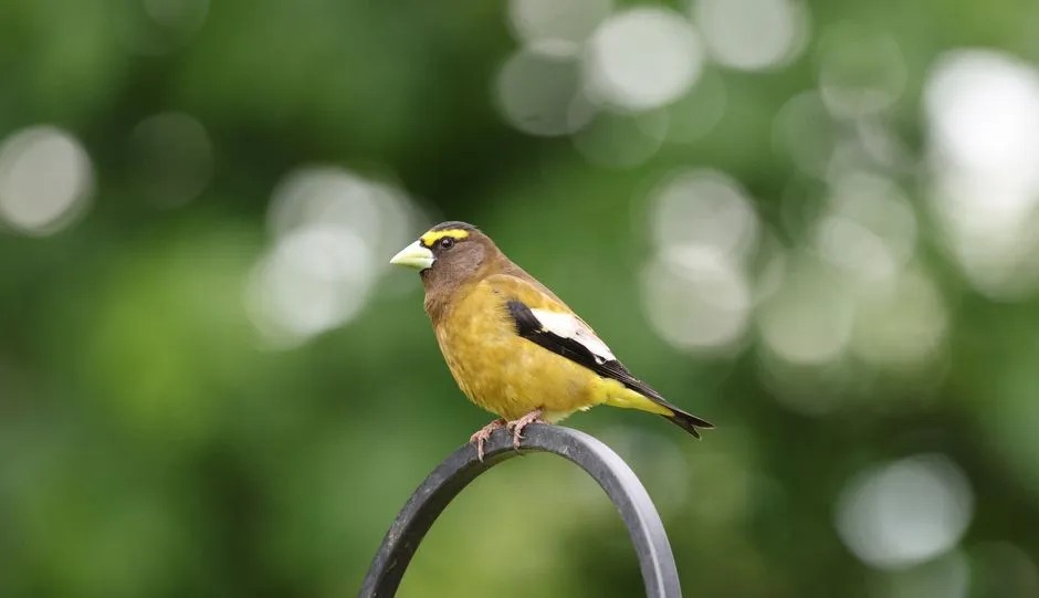 #11 - Evening Grosbeak: The Feeder Bird That Became a Rare Sighting (Image Credits: Pexels)