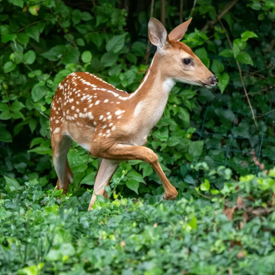 White Tailed Deer Navigating Minneapolis and Detroit Edges (Image Credits: Unsplash)