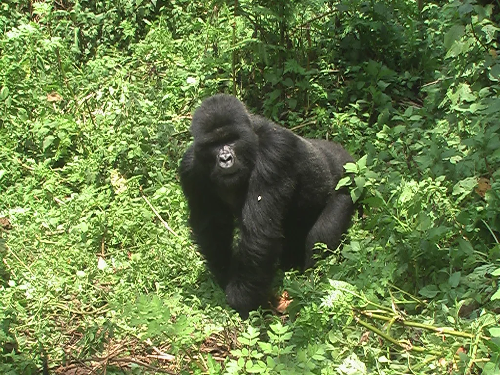 #4 – Volcanoes National Park, Rwanda (avialpert, Flickr, CC BY-SA 2.0)