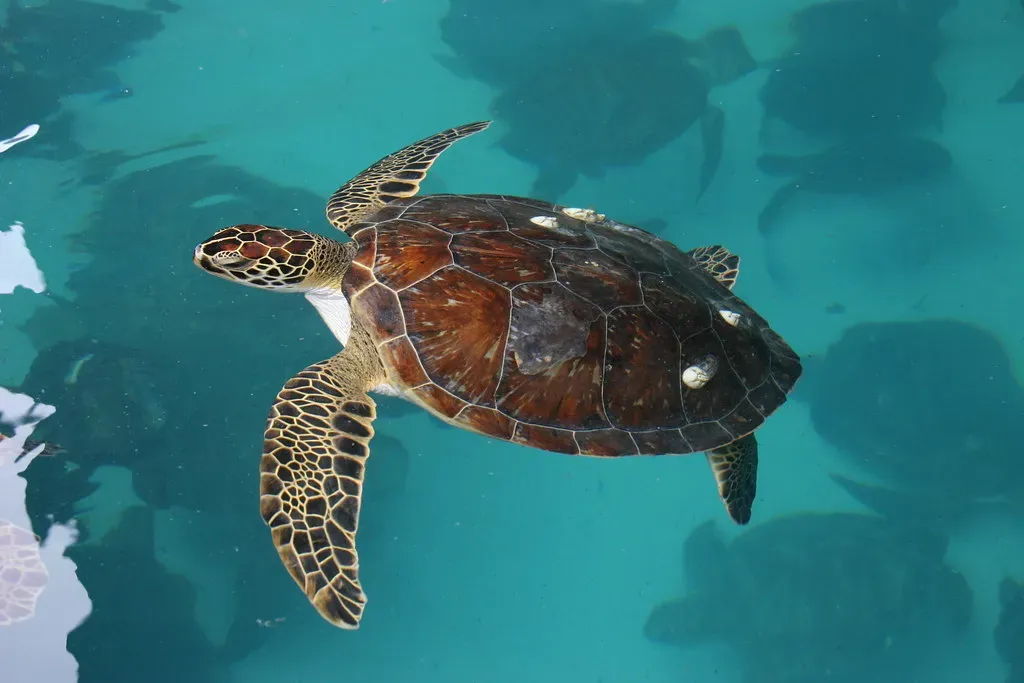 Buck Island Reef National Monument: Sea Turtle Paradise (Image Credits: Flickr)