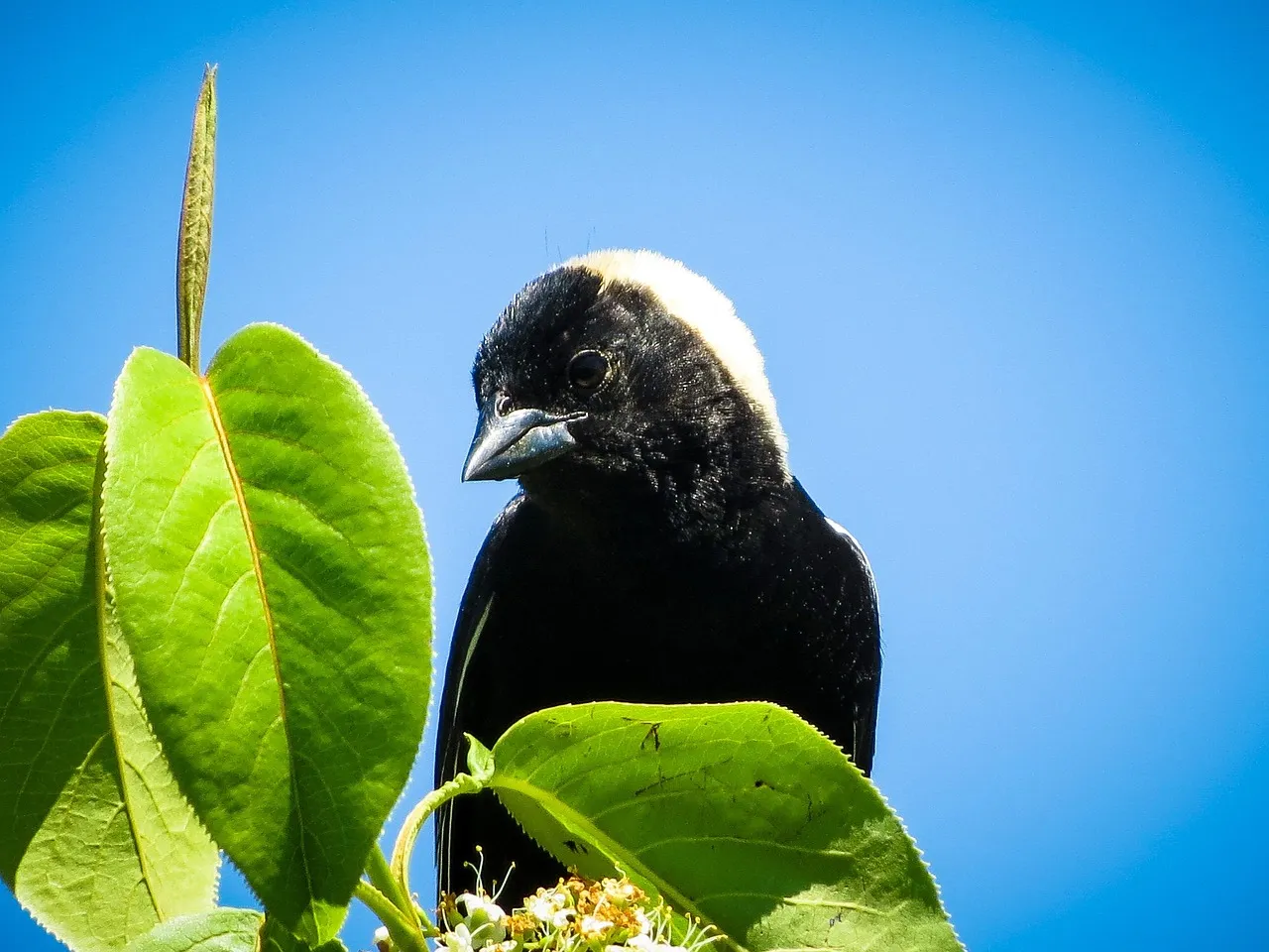 Bobolink (Image Credits: Pixabay)
