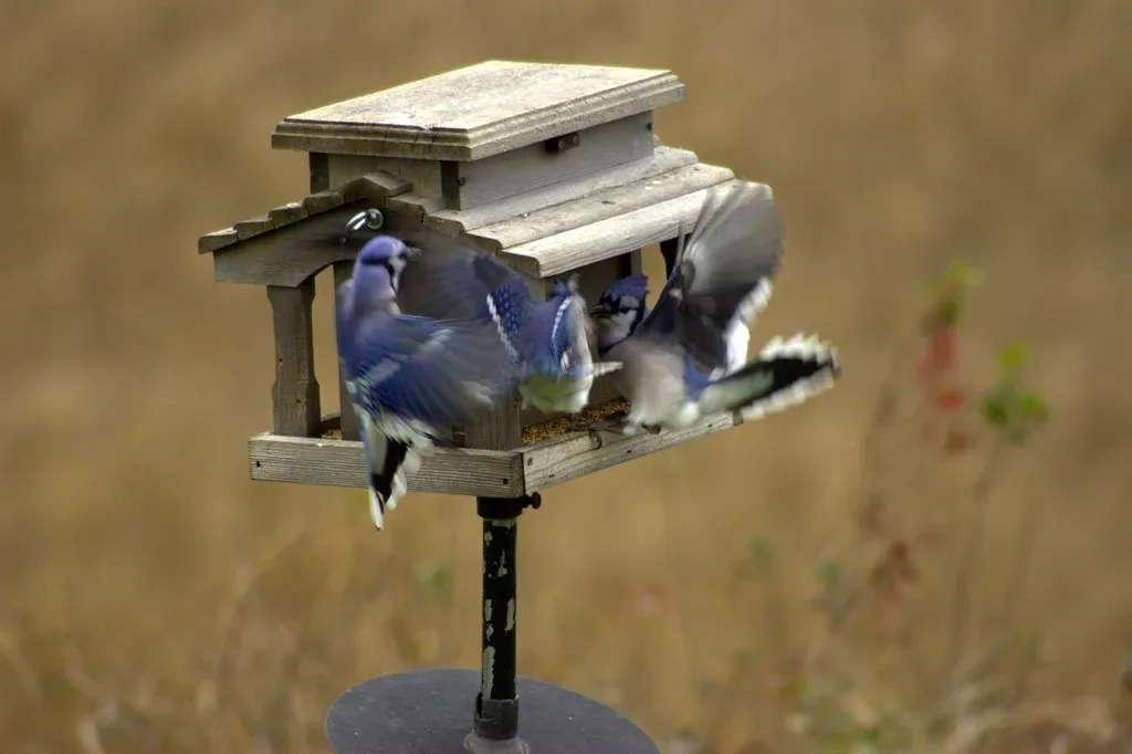 5. Feeder Dominance: The Invisible Pecking Order You Never Noticed (Martin Cathrae, Flickr, CC BY-SA 2.0)