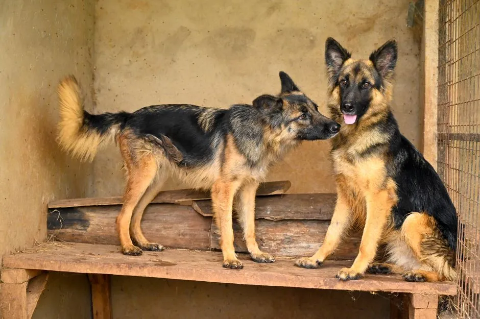 #4 - Their Relationship With Crates and Kennels (Image Credits: Pexels)