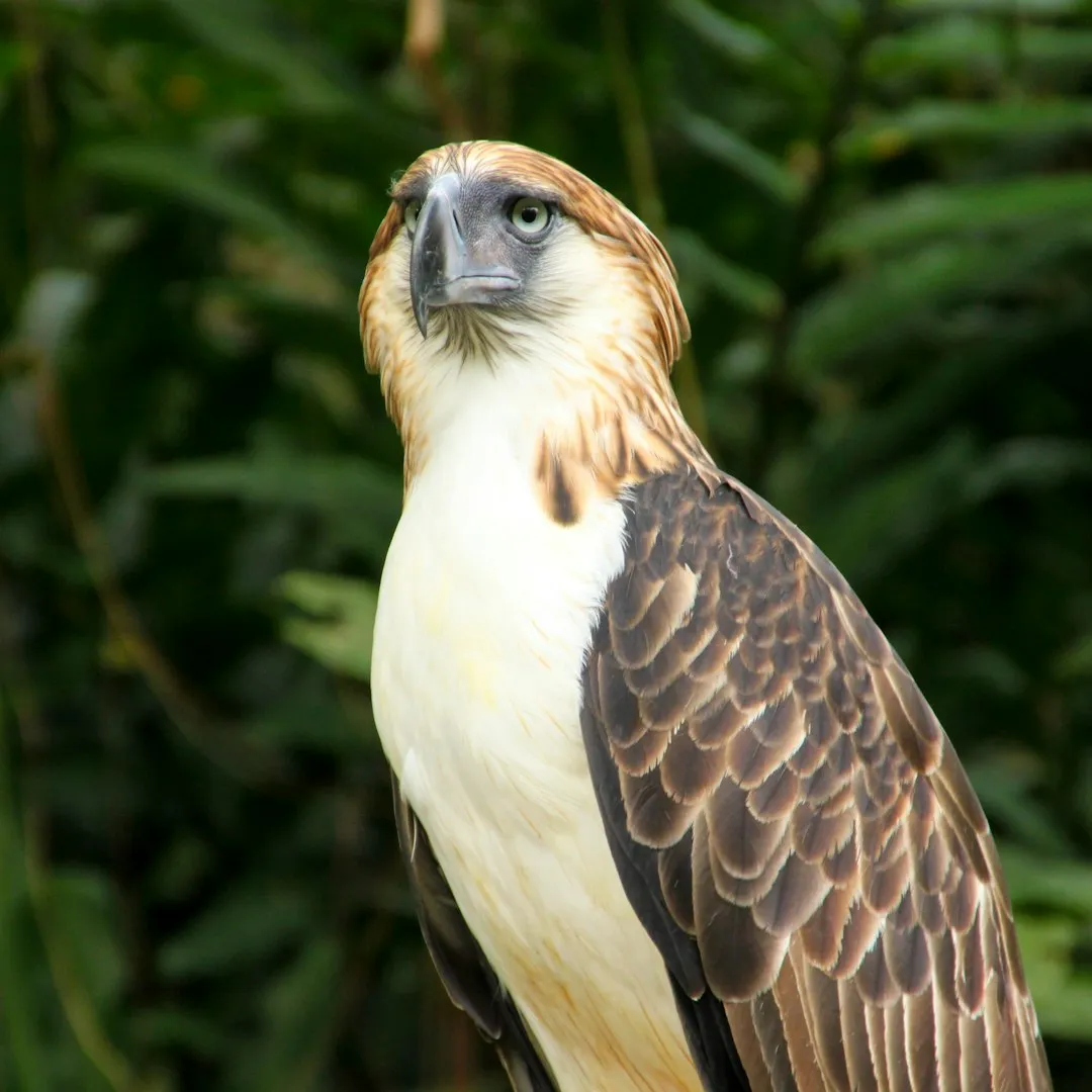 Aquarius &ndash; The White-Bellied Sea Eagle: Visionary Outsider of the Coasts (Image Credits: Unsplash)