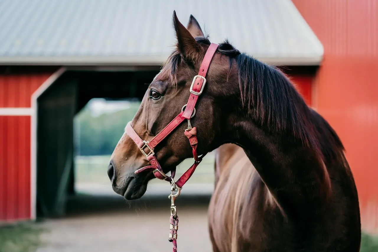 #4 - How They Greet You at the Stall Door (Image Credits: Pixabay)