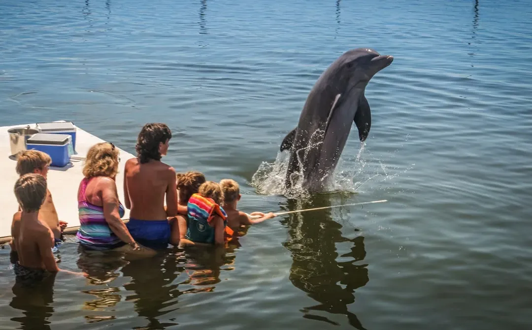 Aquarius: The Water Bearer Thinks Like The Dolphin (Image Credits: Unsplash)