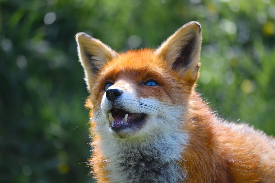Foxes - The Clever Spirits of Transformation (Image Credits: Unsplash)