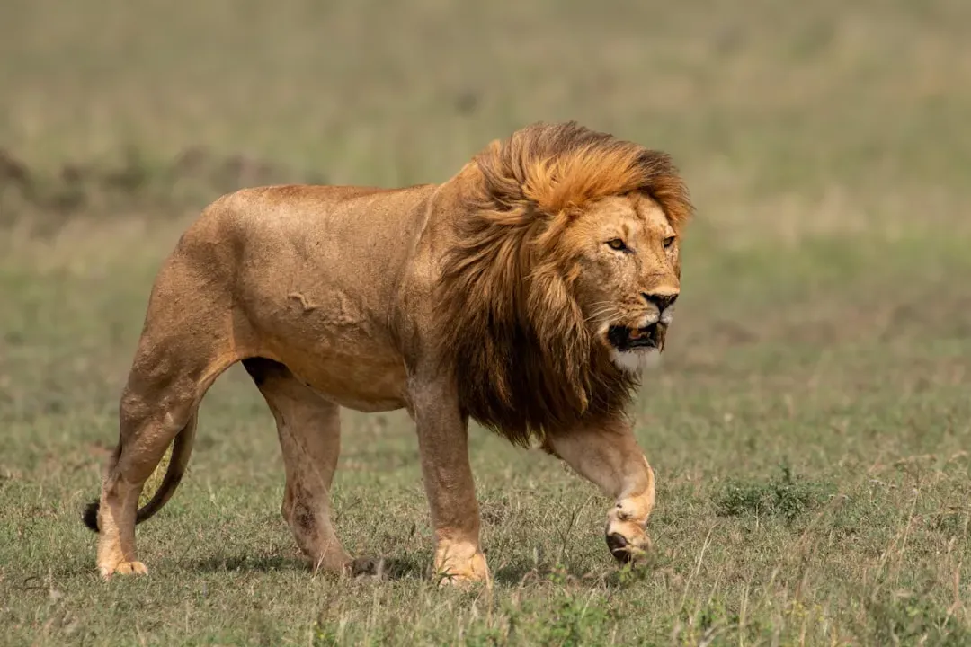 Conclusion: Walking With Your Power Animal Through 2026 (Image Credits: Unsplash)