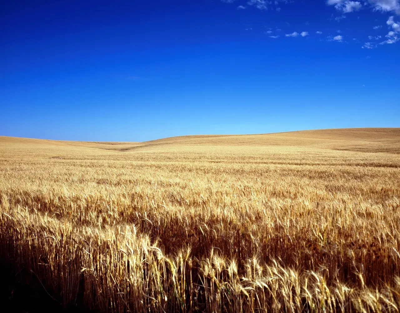Kansas: Wheat Fields and Wide Horizons (Image Credits: Pixabay)