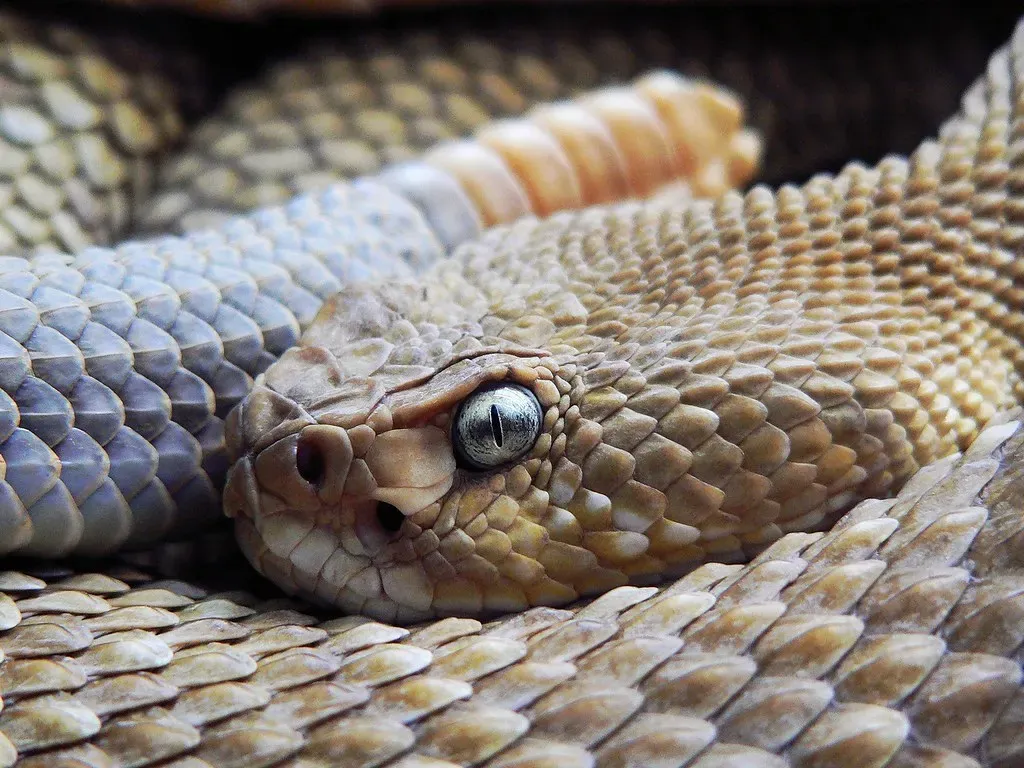 2. Prairie Rattlesnake (arcaist01, Flickr, CC BY-SA 2.0)