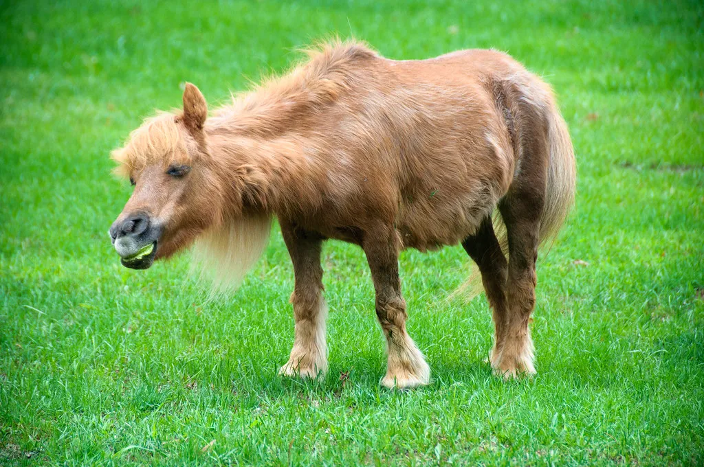 #12 Miniature Horse (Herkie, Flickr, CC BY-SA 2.0)