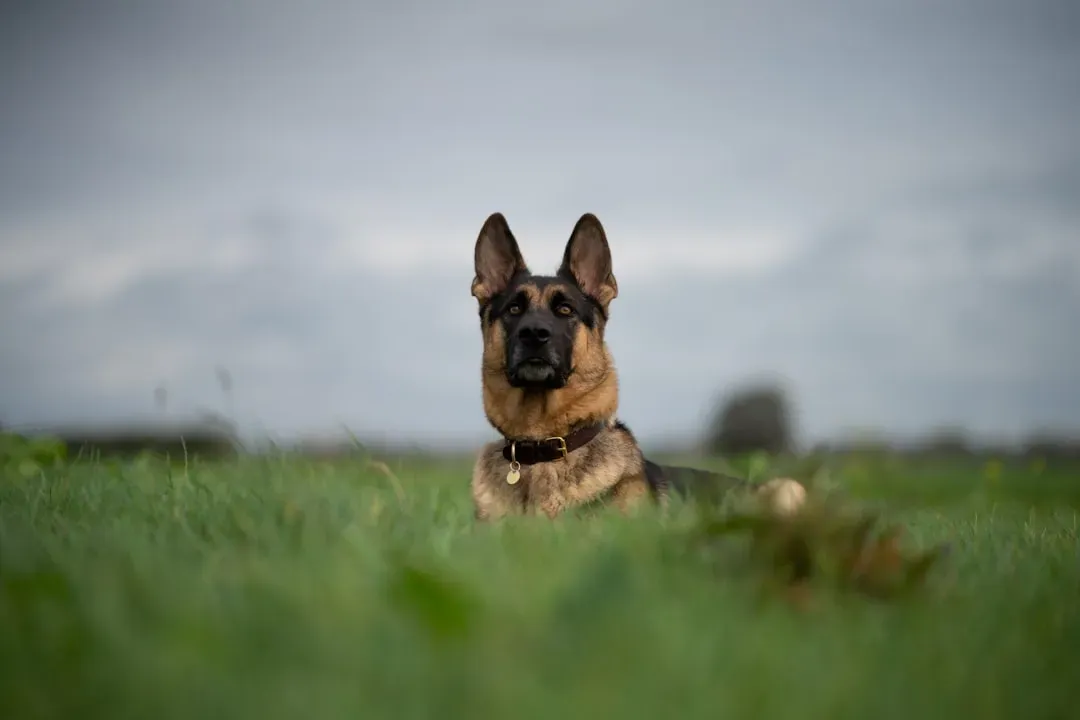They're Incredibly Observant and Aware (Image Credits: Unsplash)