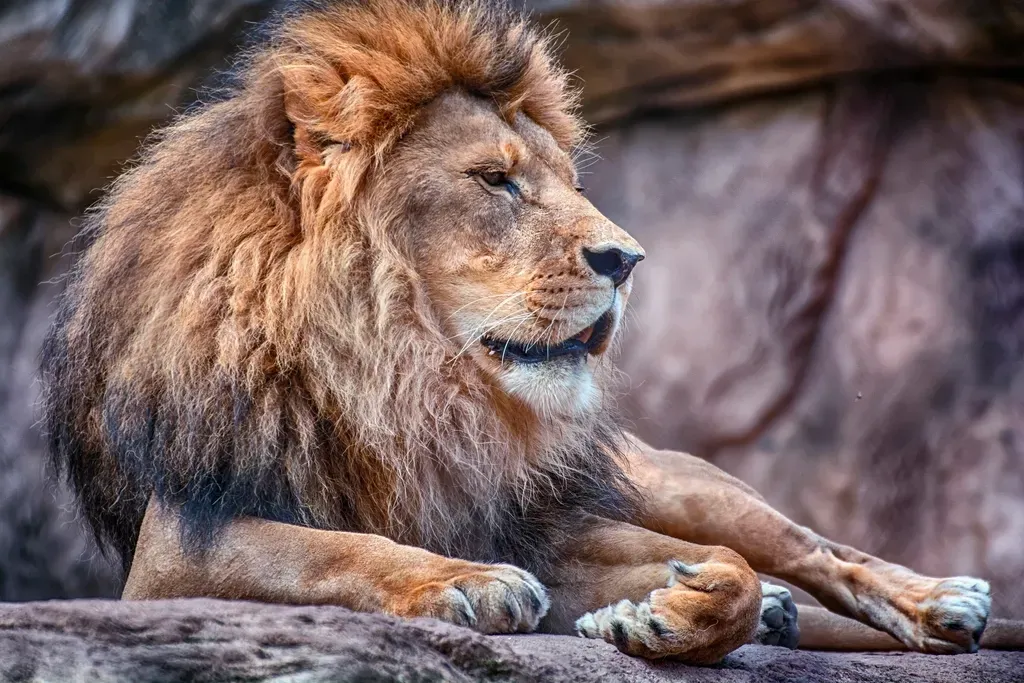 Myth 3: Male Lions Lead Every Pride (Image Credits: Rawpixel)