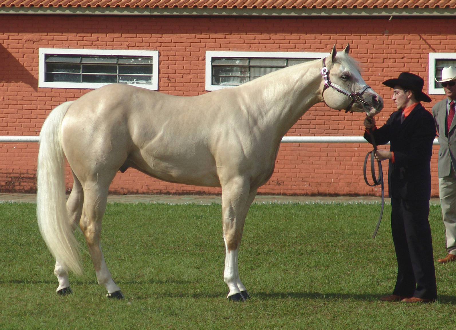 American Quarter Horse: The Reliable All-Rounder (Image Credits: Wikimedia)