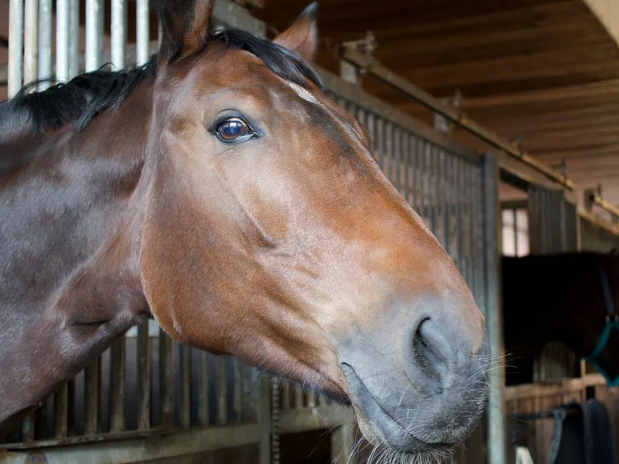 8. The Chronic Low-Grade Pain Face (Image Credits: Pexels)