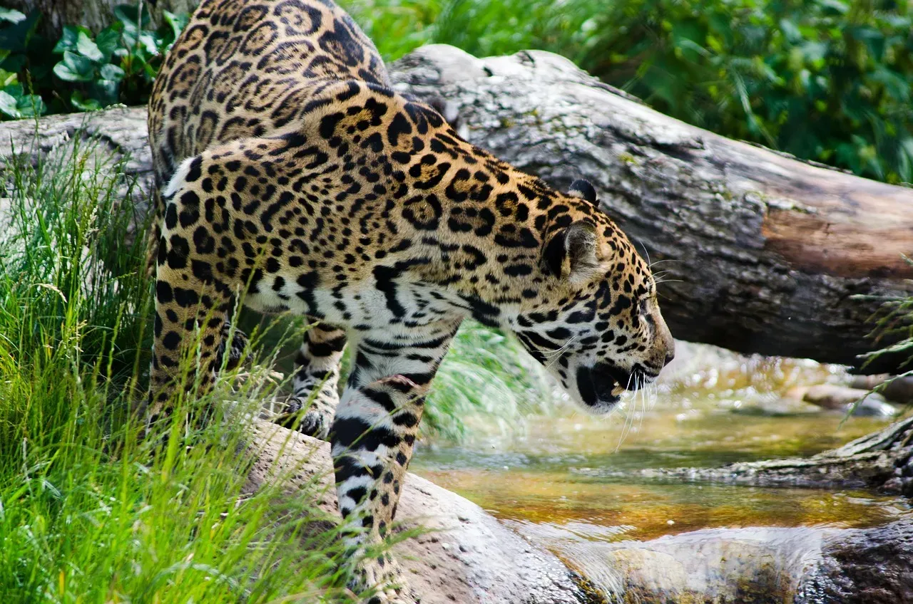 Elite Swimming Ability Used Actively for Hunting (Image Credits: Pixabay)