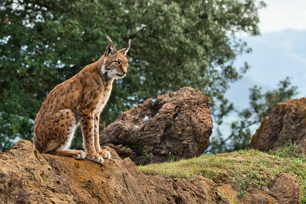 Iberian Lynx - Europe's Wild Cat Triumph (Image Credits: Pixabay)