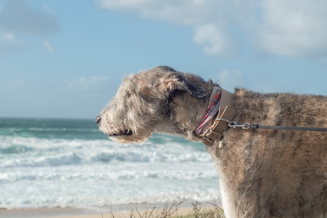 Dogs: The Four-Legged Weather Stations (Image Credits: Unsplash)