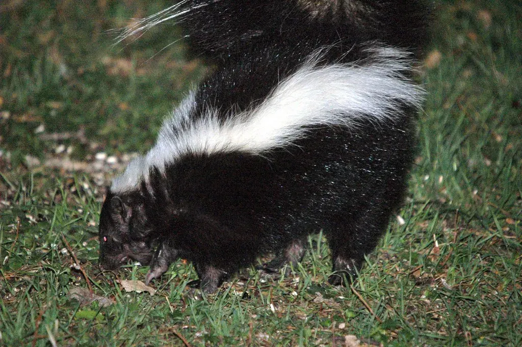 Texas: The Lone Star Skunk Paradise (Image Credits: Flickr)