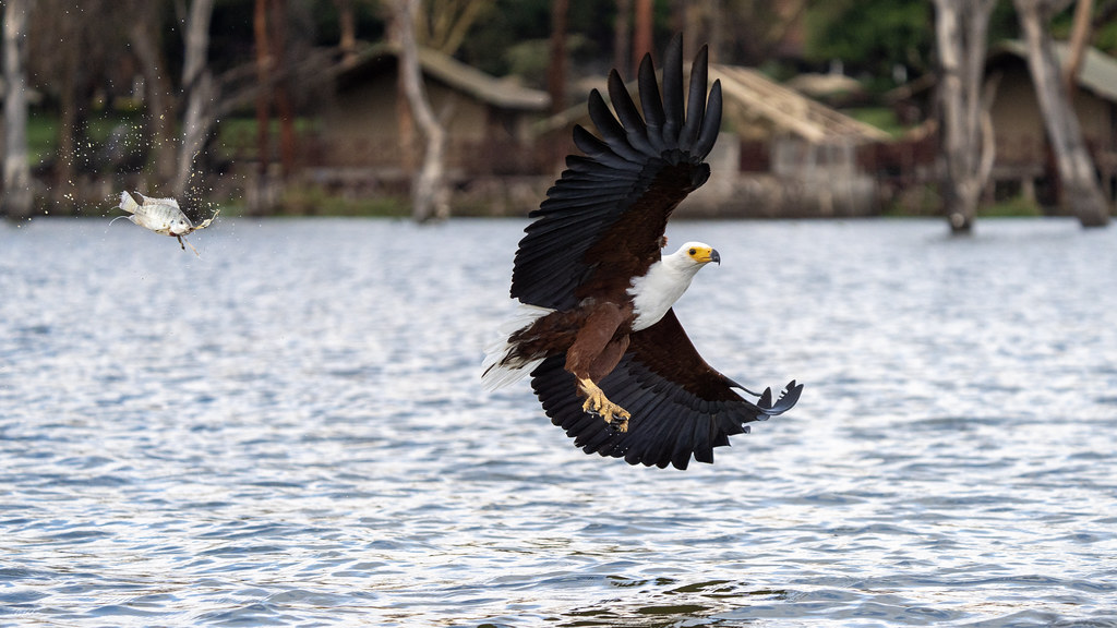 Pisces: The Fish Eagle (Image Credits: Flickr)