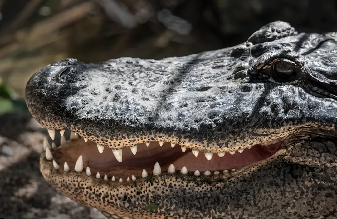 Aries (March 21 &ndash; April 19): The American Alligator (Image Credits: Unsplash)
