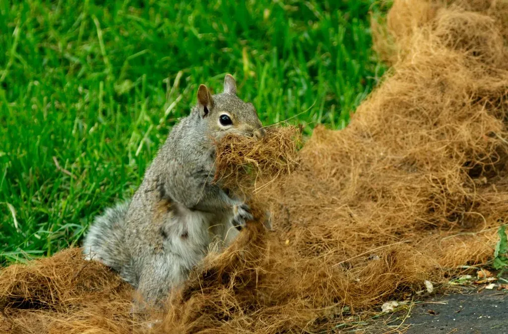 Lining Nests With Softer Insulation (alex ranaldi, Flickr, CC BY-SA 2.0)