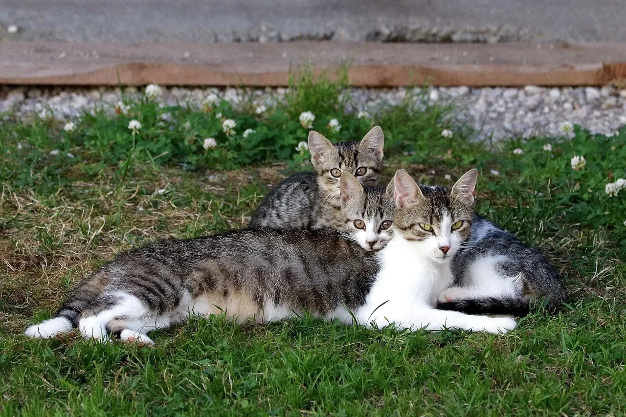 Viewing Owners as Part of the Family Unit (Image Credits: Pixabay)