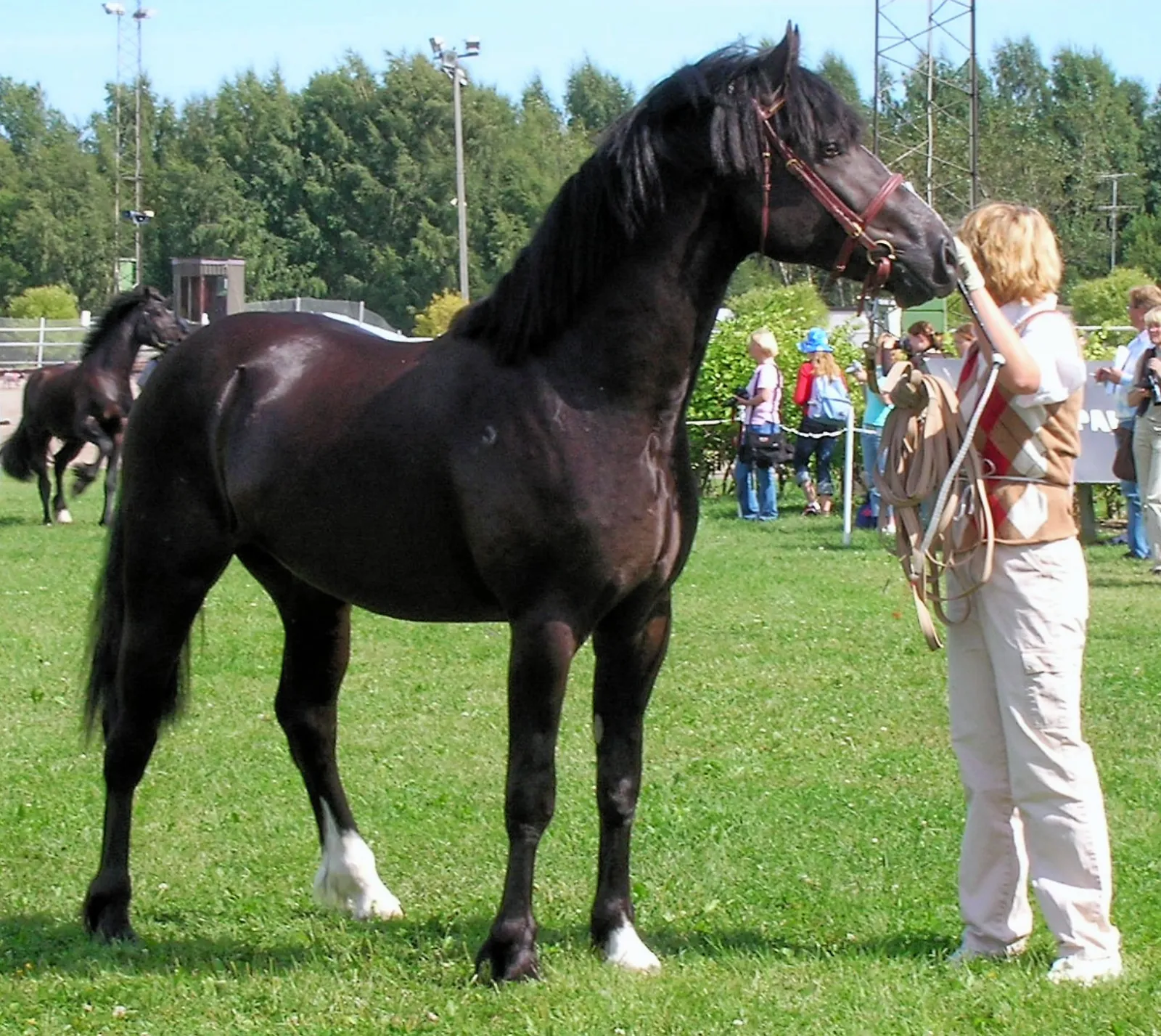 #7 - Green Any-Breed Ponies (Especially Clever Cobs) (By Hanna V, CC BY-SA 3.0)