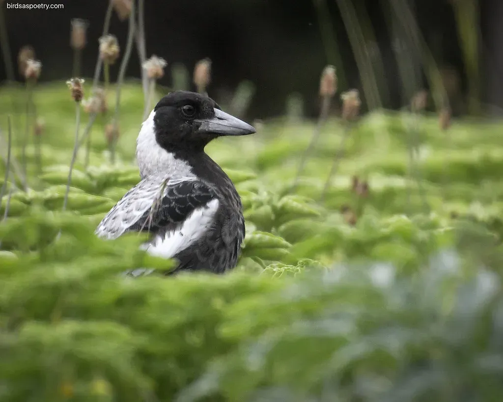 9. Australian Magpie: The Territorial Trickster (Image Credits: Flickr)