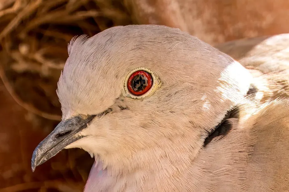 Doves' Tetrachromatic Eyes (Image Credits: Pexels)