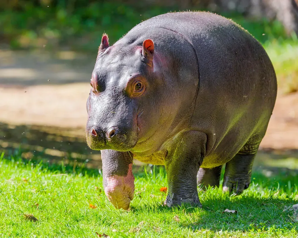 They Can Run Faster Than Usain Bolt (Image Credits: Flickr)