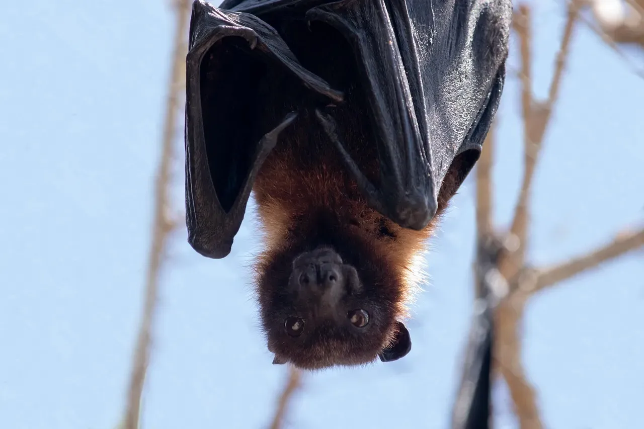 Misconception 3: Bats Are Just Flying Rodents (Image Credits: Pixabay)