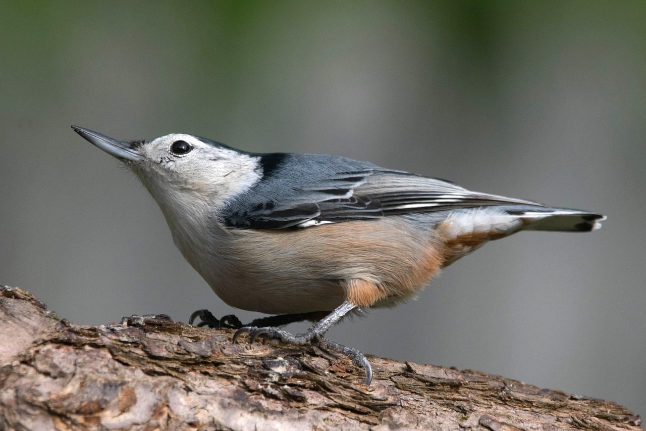 White-breasted Nuthatches: The Upside-down Climbers (Image Credits: Pixabay)