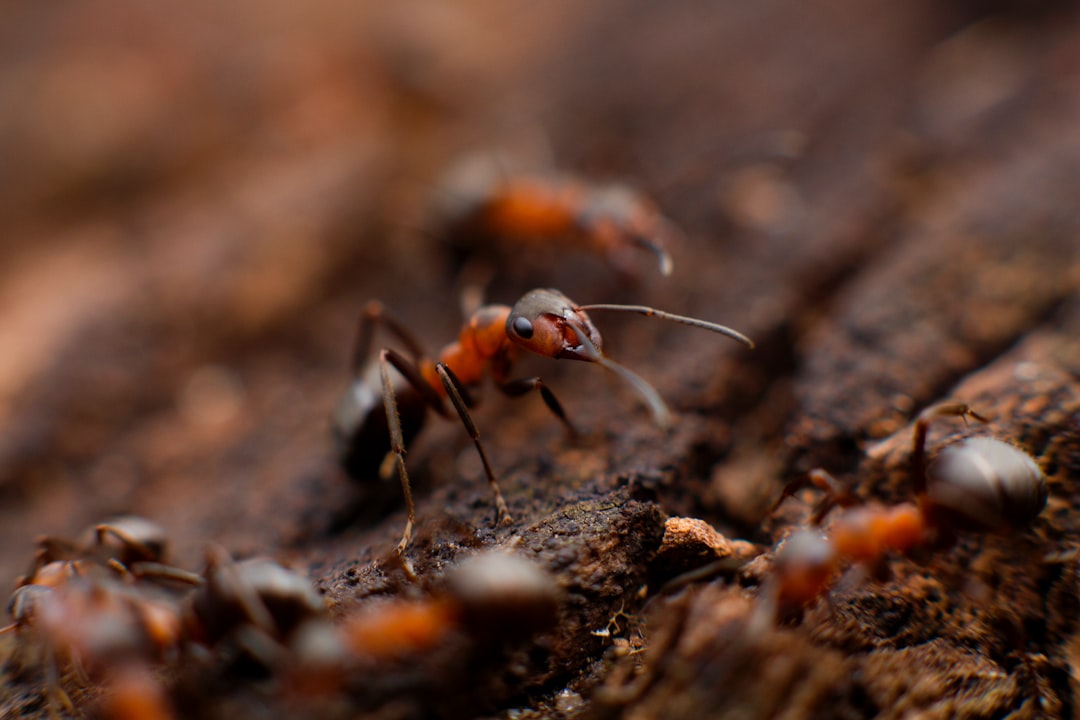 Ant Colonies Achieve Superorganism Intelligence Without Leadership (Image Credits: Unsplash)