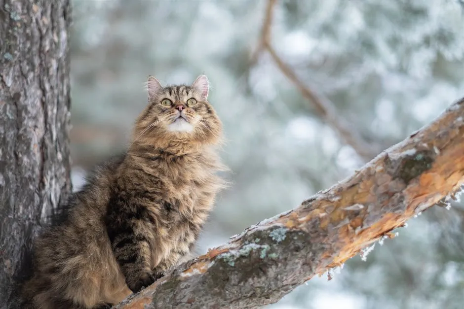 #8 - Siberian: Forest Cat Turned Indoor Gentle Giant (Softer With Age) (Image Credits: Pexels)