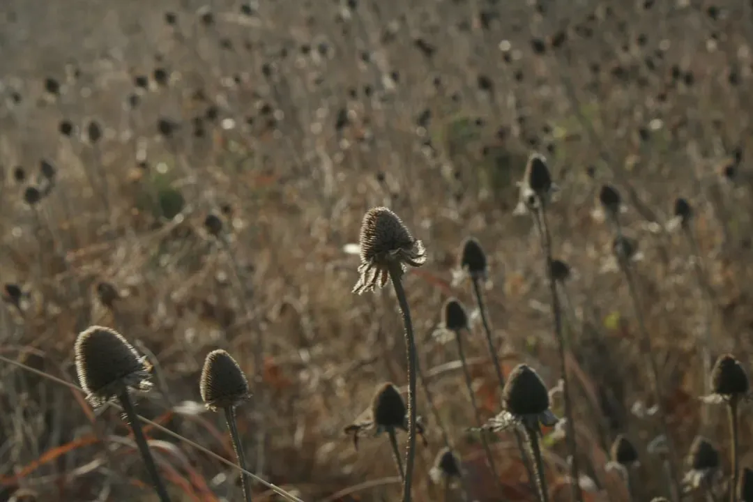 #14 - Grow Coneflowers and Leave the Seed Heads Standing All Winter (Image Credits: Unsplash)