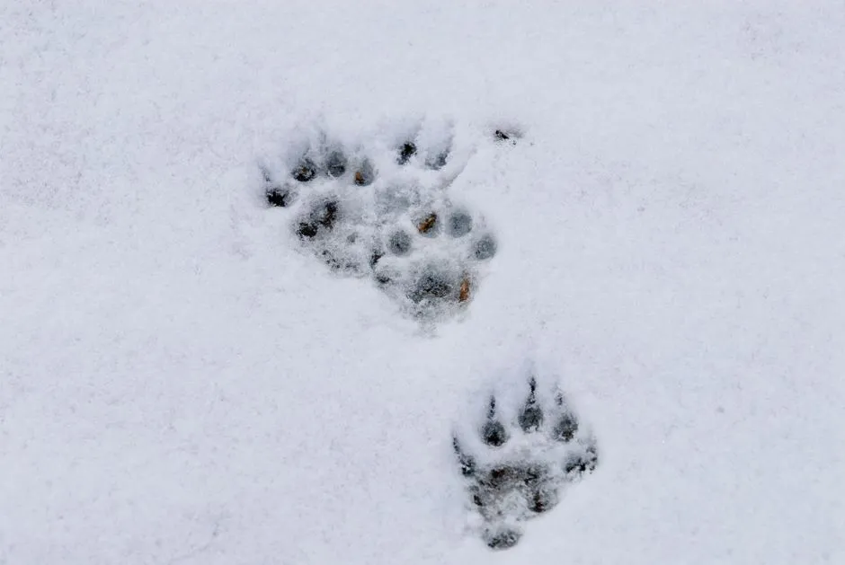The Lynx's Elusive Nature (Image Credits: Pexels)