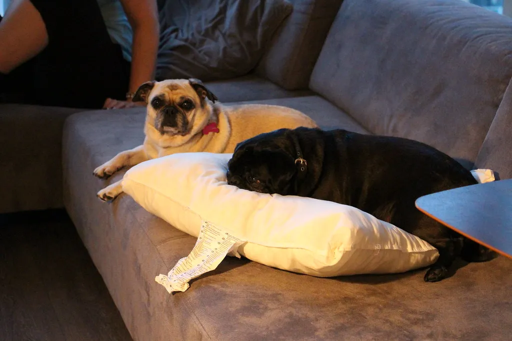 #22 - Pug: Comedy Relief with Low Exercise Needs (CarlosPacheco, Flickr, CC BY 2.0)