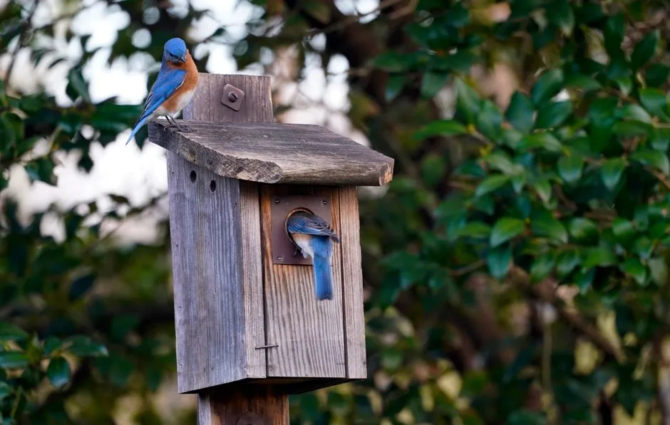 #2 House Sparrows or Wrens Have Taken Over (Image Credits: Pexels)