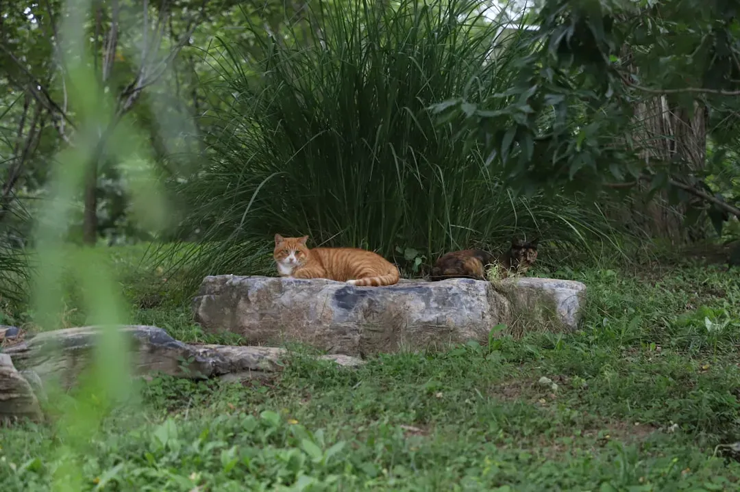 #11 - The Fox and Cat Living as Roommates in Turkey (Image Credits: Unsplash)